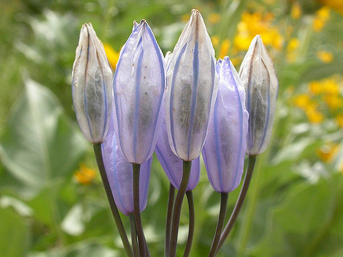 Triteleia grandiflora (Triteleia grandiflora)