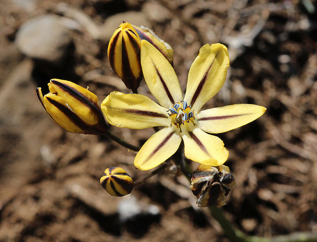 Triteleia ixioides