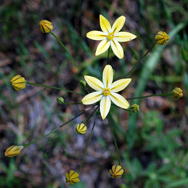 Triteleia ixioides