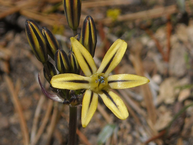 Triteleia ixioides