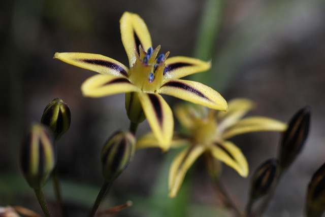 Triteleia ixioides