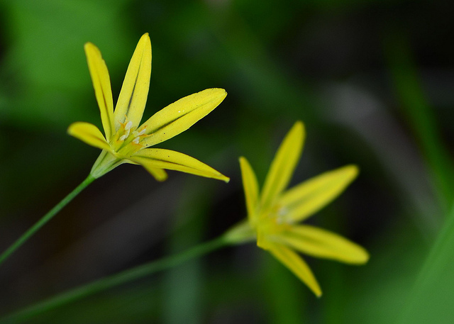 Triteleia ixioides