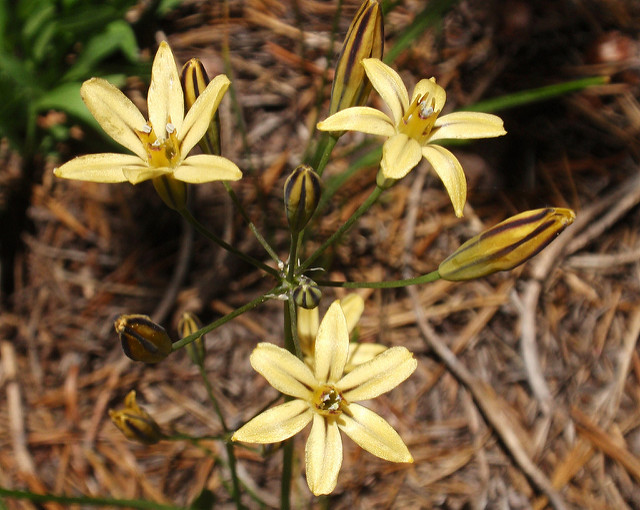 Triteleia ixioides (Triteleia ixioides)