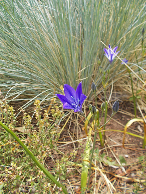 Triteleia (Triteleia laxa)