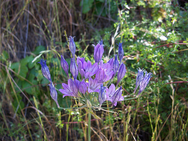 Triteleia
