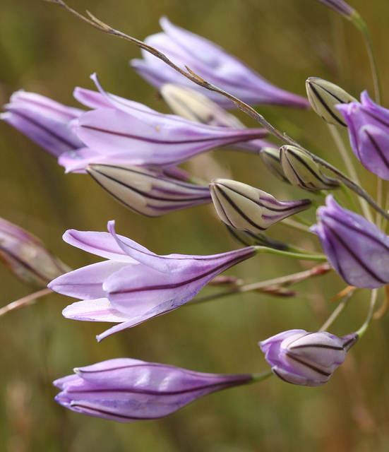 Triteleia