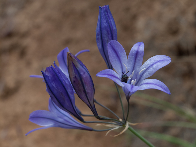 Triteleia