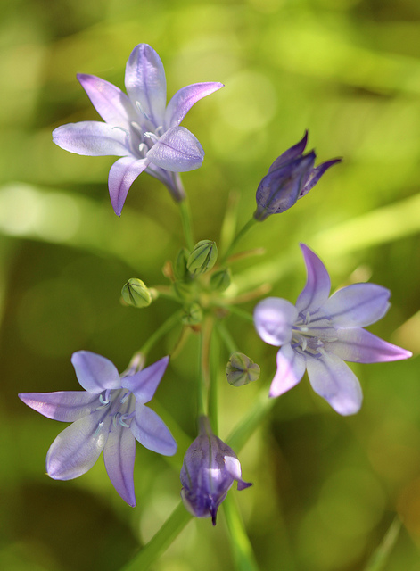 Triteleia