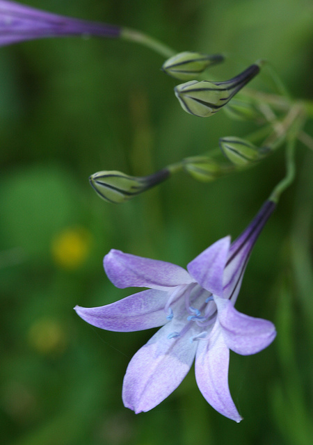 Triteleia