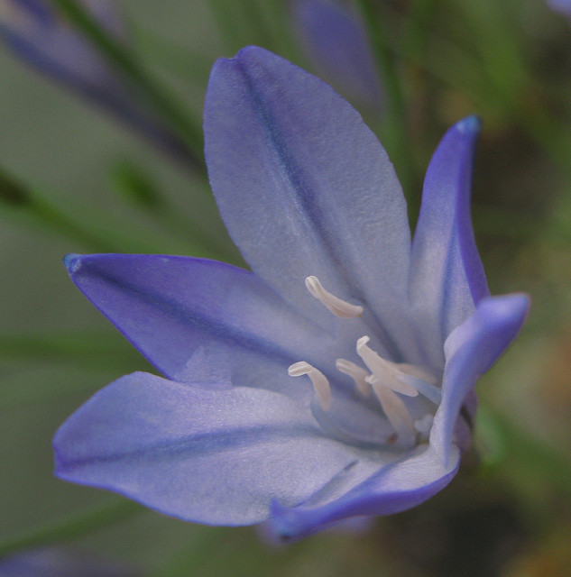 Triteleia peduncularis