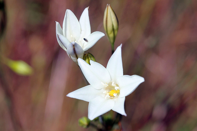 Triteleia peduncularis (Triteleia peduncularis)