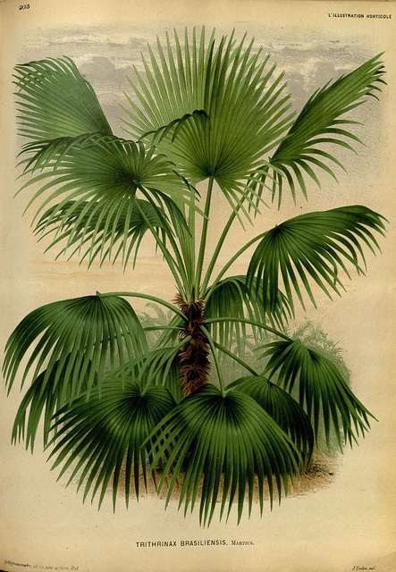 Trithrinax brasiliensis (Trithrinax brasiliensis)