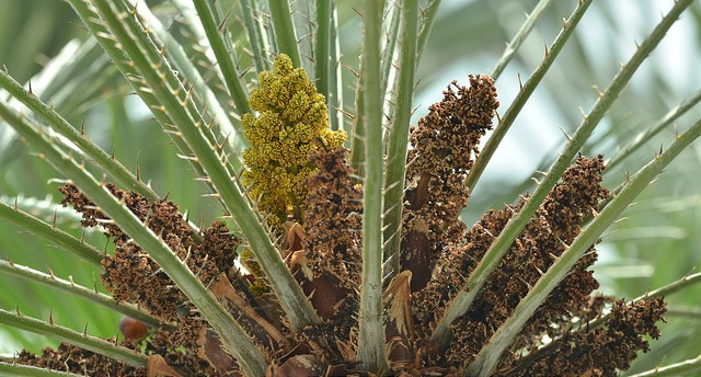 Trithrinax campestris (Trithrinax campestris)