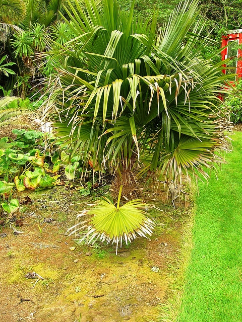 Trithrinax campestris