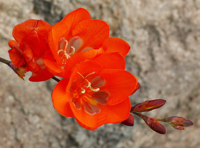 Tritonia crocata (Tritonia crocata)