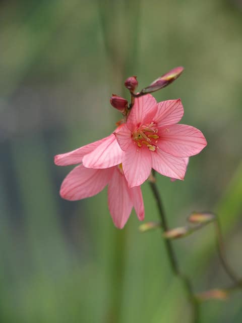 Tritonia disticha (Tritonia disticha)