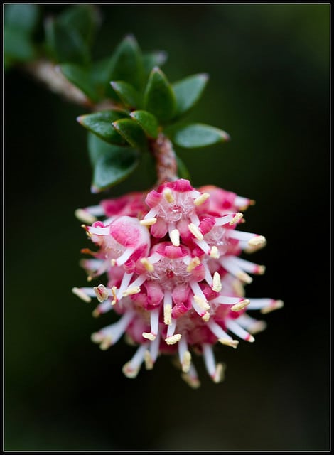 Trochocarpa cunninghamii