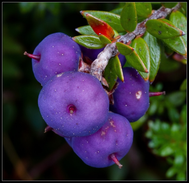 Trochocarpa cunninghamii
