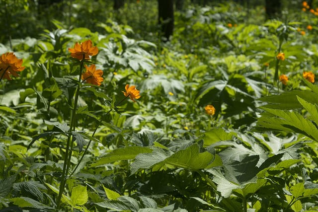 Trollius asiaticus