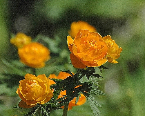 Trollius asiaticus