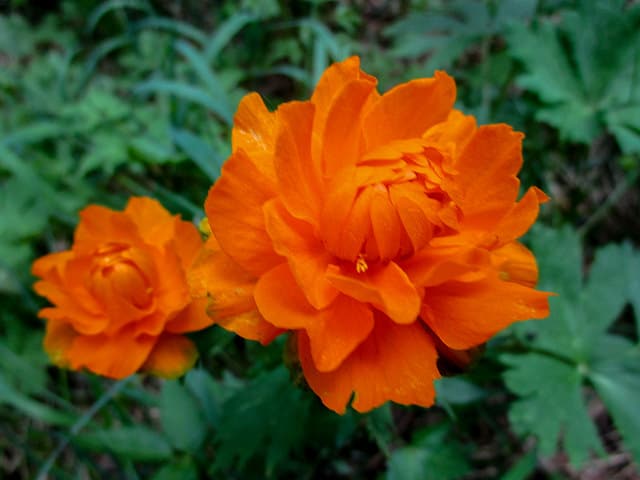 Trollius asiaticus (Trollius asiaticus)