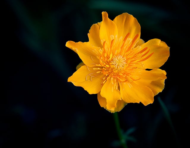 Trolle de chine (Trollius chinensis)