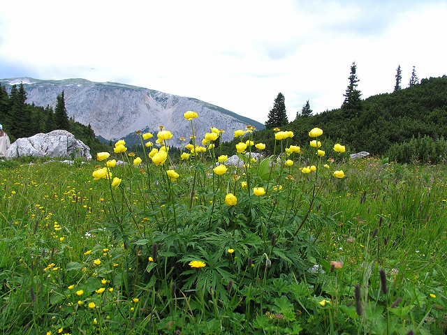 Trollius europaeus