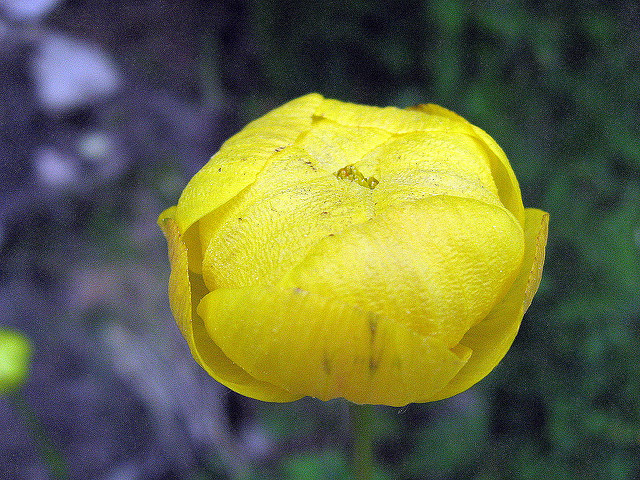 Trollius europaeus