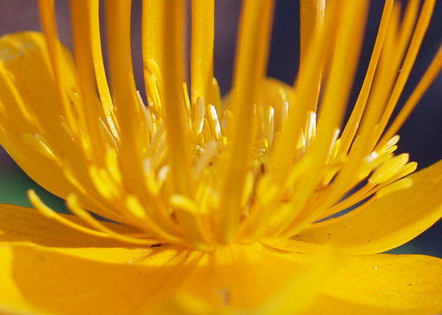 Trollius europaeus