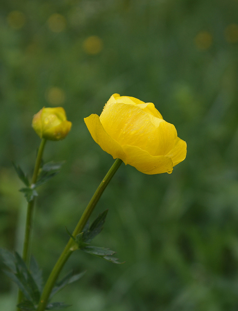Trollius europaeus