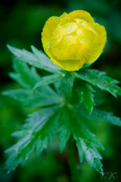 Trollius europaeus