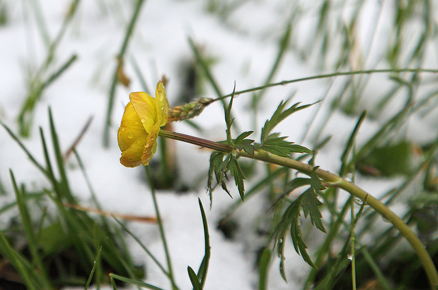 Trollius europaeus (Trollius europaeus)