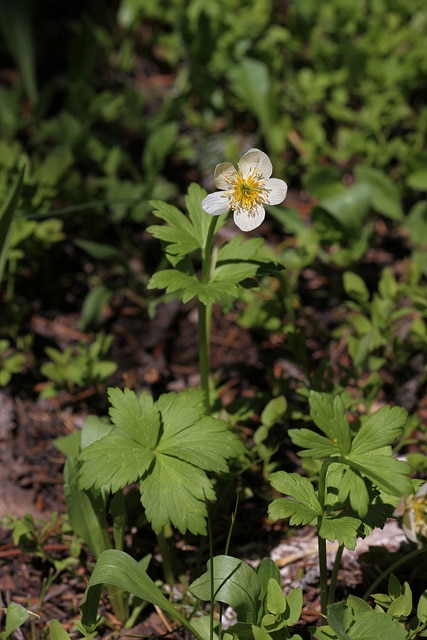 Trollius laxus (Trollius laxus)