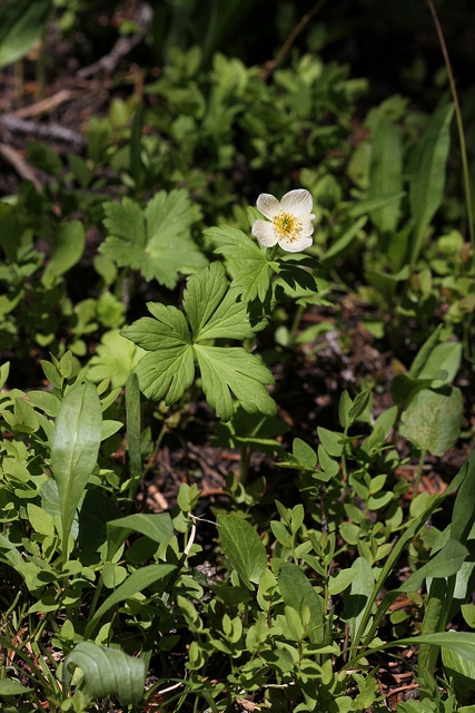 Trollius laxus