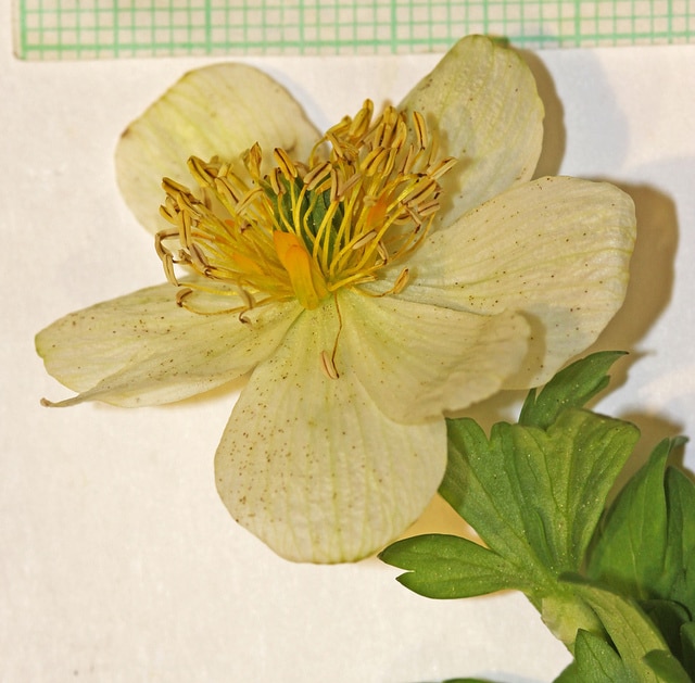 Trollius laxus