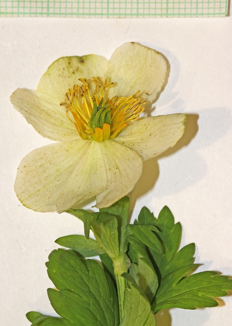 Trollius laxus