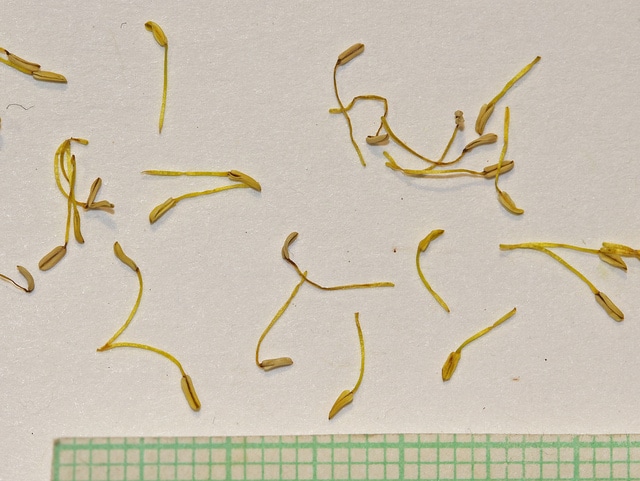 Trollius laxus