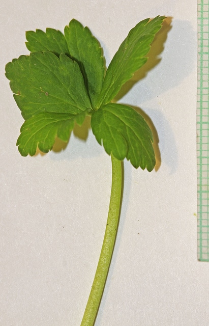Trollius laxus