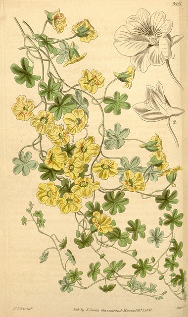Tropaeolum brachyceras