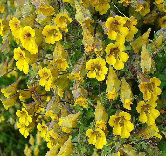 Tropaeolum brachyceras