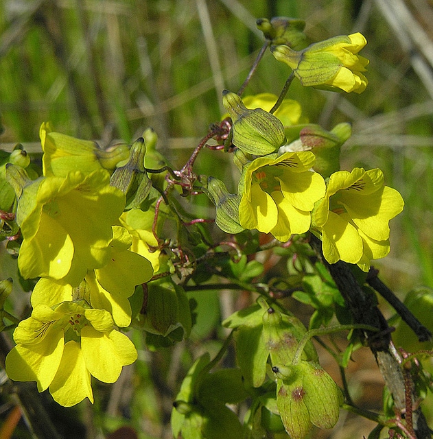 Tropaeolum brachyceras