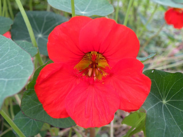Tropaeolum minus (Tropaeolum minus)