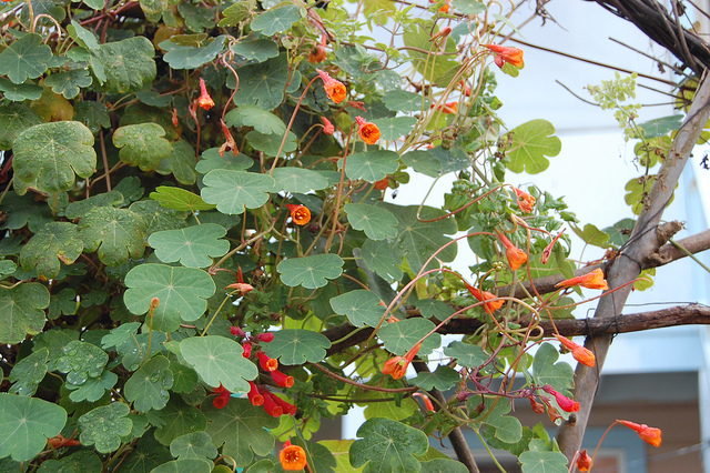 Capucine tubéreuse (Tropaeolum tuberosum)