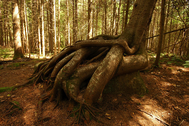 Tsuga canadensis