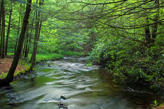 Tsuga canadensis