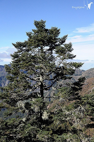 Tsuga chinensis (Tsuga chinensis)