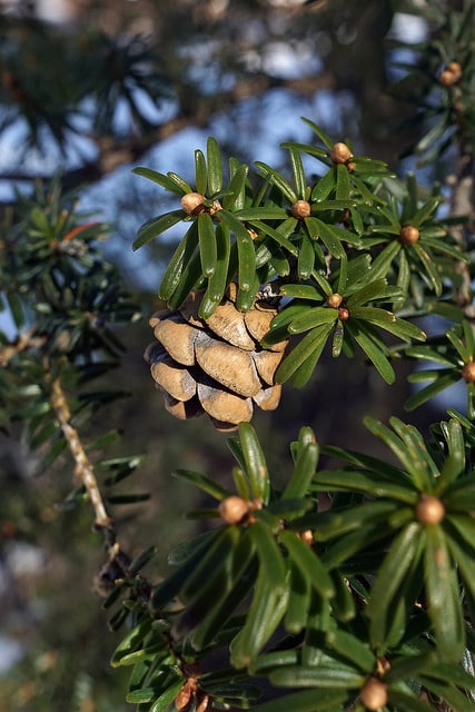 Tsuga chinensis