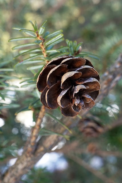 Tsuga chinensis