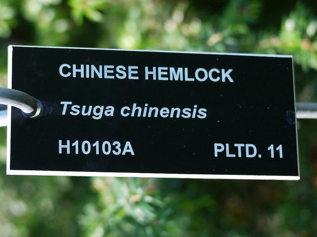 Tsuga chinensis