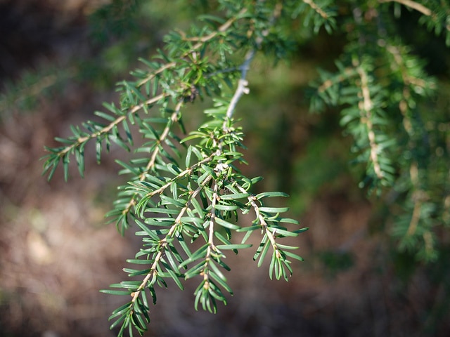 Tsuga chinensis